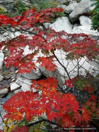 설악산 둘레길 단풍여행 멋지네요
