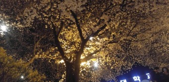 봄바람이 날리면~평택대학교 벚꽃축제^^