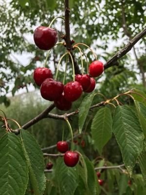 체리나무 / 국산체리 | 블로그