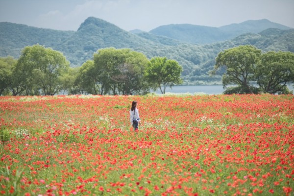 남양주 물의정원 꽃양귀비 구경가요~! | 블로그