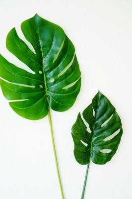 MARKET]아레카야자,몬스테라,팔손 트로피컬 leaf 인테리어 소품 | 블로그