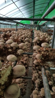 건강한버섯 농원/명절 표고버섯  생산/표고버섯키우기 | 블로그