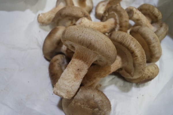 송이버섯추천 버섯 직거래는 착한송이버섯 ! | 블로그