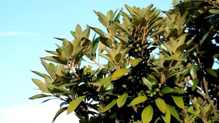 까마귀쪽나무열매 분말과 주정추출물 효능 및 파는곳 전격 비교 | 블로그