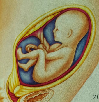임신 23주차(6개월) 임신정보