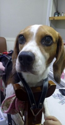 강아지 요추 디스크/믹키-두암한방동물병원 | 블로그