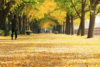 아산 곡교천 은행나무길 가을풍경사진