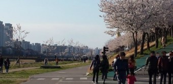 서울의 대표적인 봄꽃길, 안양천