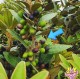 까마귀쪽나무 열매 효능,먹는방법 소개