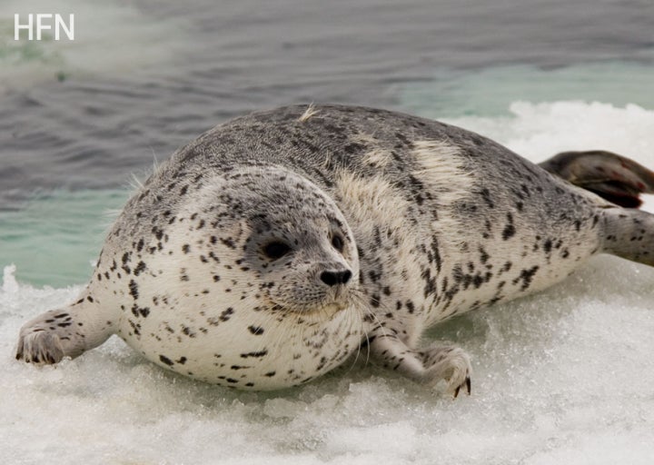어미랑 새끼 하프물범의 짧은 시간