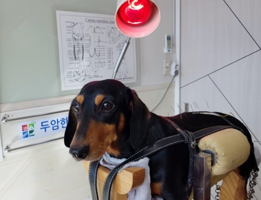 강아지디스크/후지마비/봉구-두암한방동물병원 | 블로그