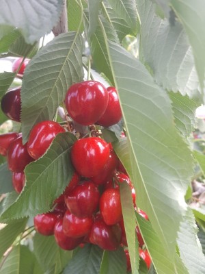 마이산농원 뜨거운 유실수, 체리나무의 결실 모습 | 블로그
