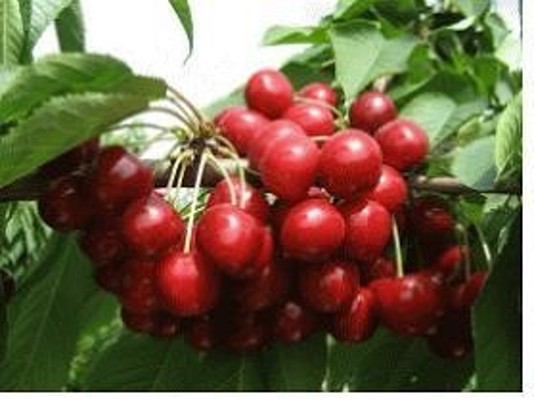 체리나무 재배법,체리나무 가지치기(전지전정),체리나무 병충해 방제 시기와 방법 | 블로그