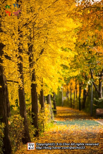 [사진여행_가을풍경]노란 은행잎 따라 깊어가는 가을