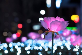 밤에피는 꽃 야화 장미