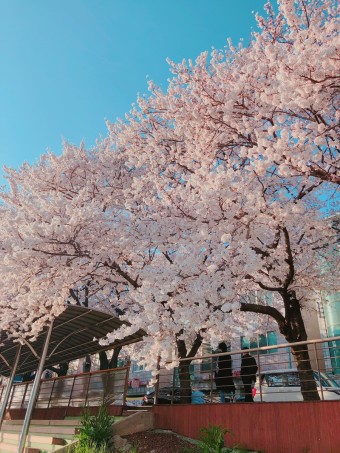 주말 나들이갈만한곳 2019 여의도 벚꽃축제 / 울산태화강봄꽃