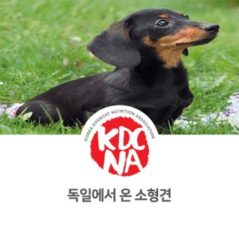 [반려동물 정보 뉴스] 독일에서 온 소형견 강아지 종류_18