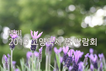 고양국제꽃박람회, 2019년 고양꽃박람회 방문후기