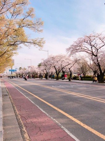 [봄] 2019 영등포 여의도 봄꽃축제