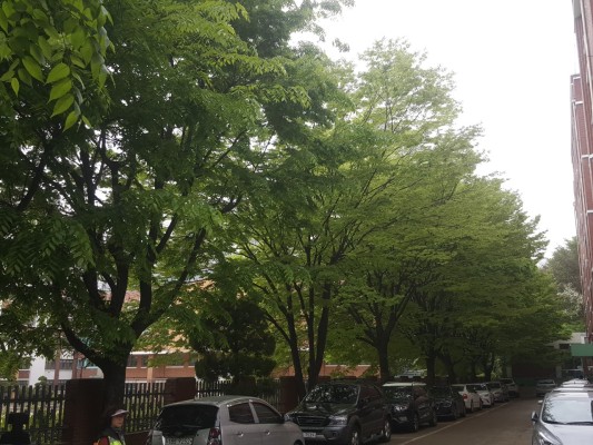 2019년 5월 부천소일초등학교 느티나무 전지 | 블로그