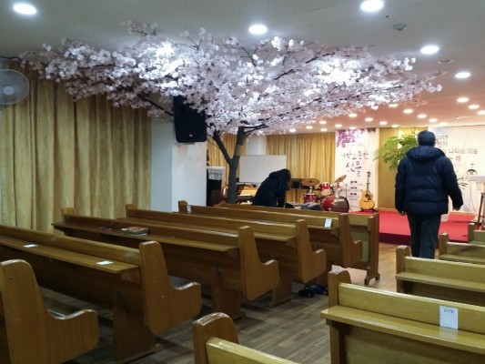 벚꽃나무/인조나무/조화나무/유지,보수,세척/안양시 주영광교회 | 블로그