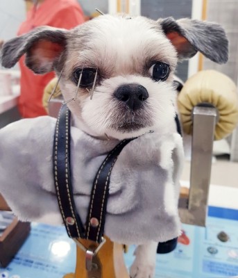강아지 안면신경마비/코코-두암한방동물병원 | 블로그