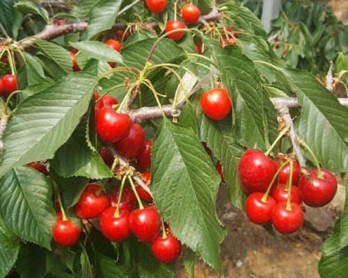 체리나무 여름에 재배할 때 특징, 체리의 효능, 체리나무묘목분양 (키움농원추천) | 블로그