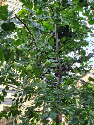 대추나무(Jujube tree) | 블로그