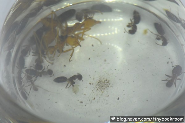 넓적다리왕개미 여왕개미 Colobopsis nipponica | 블로그