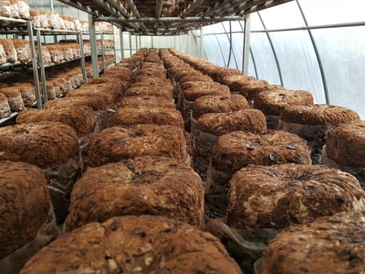 무농약 표고버섯 배지관리 표고버섯 키우기 겨울 하우스안 모습 | 블로그