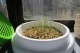 (Catit Grass planter