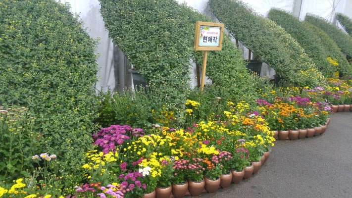 2019 진주 국화축제(작품전시회) 무료 입장 | 블로그