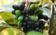 까마귀쪽나무 열매 효능 BEST 관절 건강