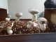 표고버섯키드, 집에서 표고버섯 키우기 (다부표고버섯)