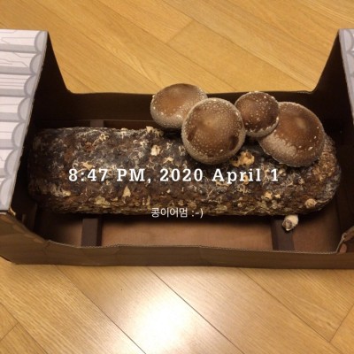 + 1127 집에서 표고버섯 키우기, 표고키드 성장기 4(최종) | 블로그