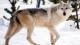 뉴펀들랜드 늑대(Newfoundland wolf - C. l. beothucus)