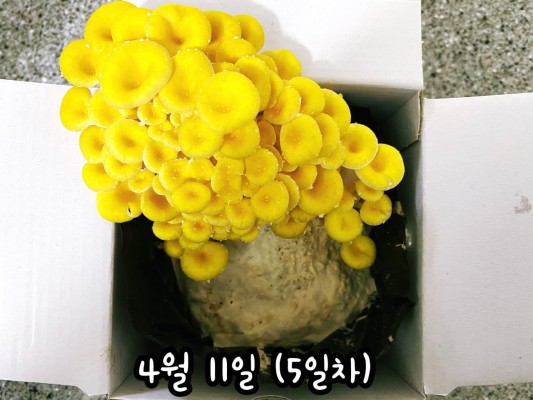 노란느타리버섯 키우기 (집에서 버섯키우기) | 블로그
