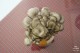 집에서 버섯키우기 나는야 버섯농부 느타리버섯 키트