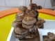 아이와 자연활동 표고버섯 무럭무럭키트로 버섯키우기