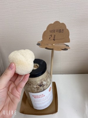 공구오픈️재미있고 신기한 체함학습~버섯재배키트! 표고 느타리 노루궁뎅이 버섯~ 오픈했어요!^^ | 블로그