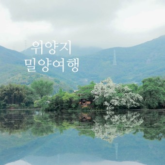 밀양여행] 5월 여행지 이팝나무 이팝꽃 위양지 여행 가볼만한곳 추천