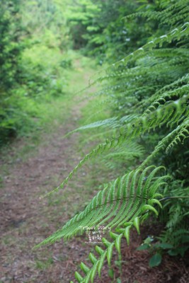 걷는 재미가 있는 서귀포 숨겨진 제주 머체왓숲길 | 블로그