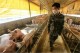 인간 전염되는 '신종 돼지독감' 바이러스, 중국서 발견