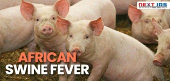 돼지열병 ,아프리카 돼지열병