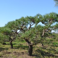 전원주택 정원 꾸미기 : 반송 소나무 둥근소나무