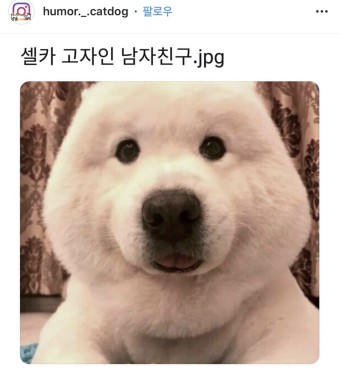 안구정화 동물 짤 ㅎㅎ