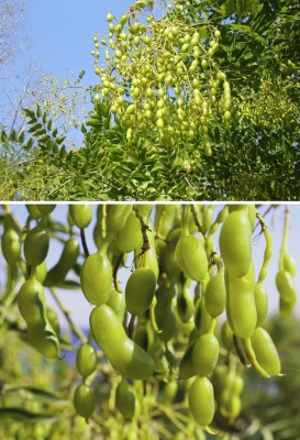 회화나무열매 효능과 추출물 부작용 (회화나무열매가루 차 먹는법) | 블로그