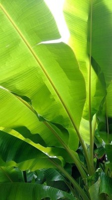 뉴트라라이프 혈당조절 바나나잎 추출물 84g 혈당낮추는 방법 바나나잎 부작용 효능 | 블로그
