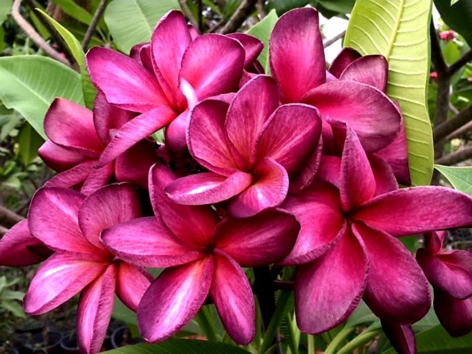 라오스 국화 독참파, 다양한 색깔의 꽃잎