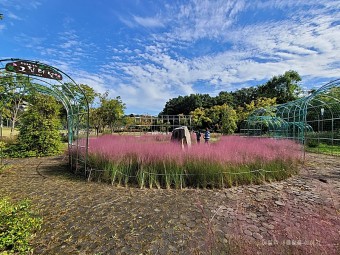 수원 광교호수공원 핑크뮬리 사진명소